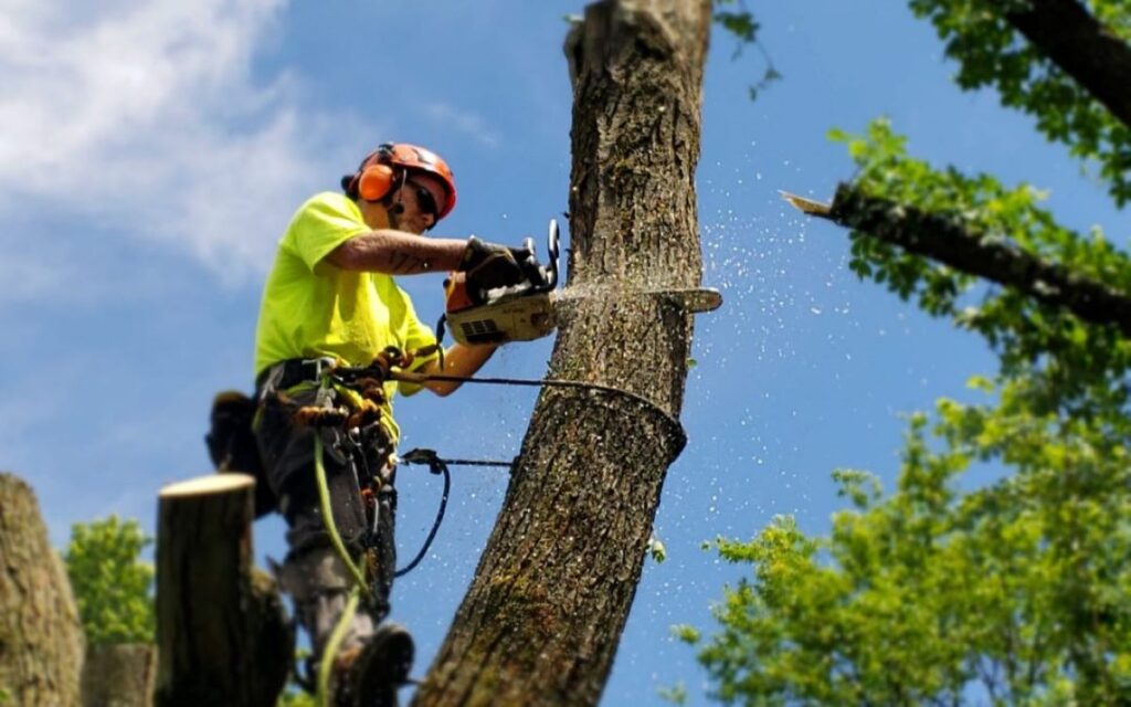 tree lopping
