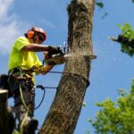 tree lopping