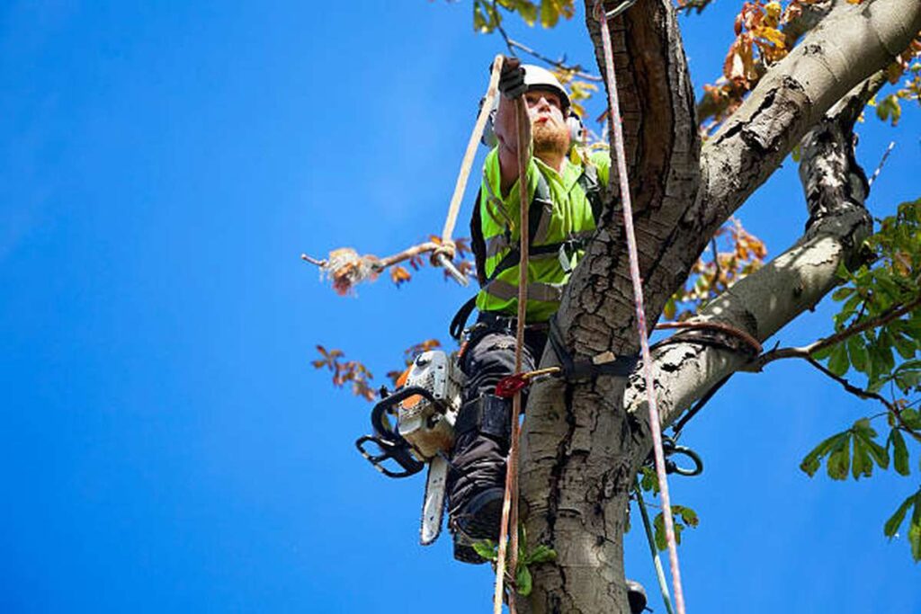 tree lopping